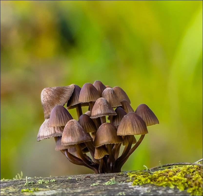 , Бурлов Андрей