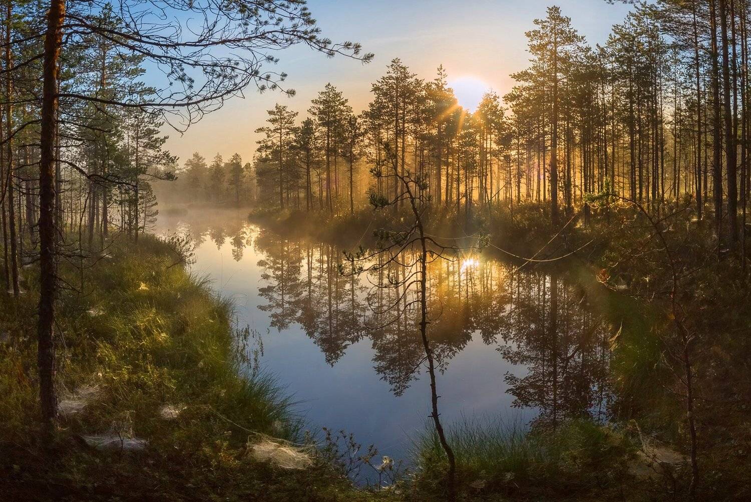 фототур, лето,  ленинградская область, деревья, сосна, озеро, рассвет, туман, солнце, отражение, паутина, лес., Лашков Фёдор