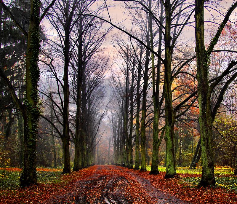 Autumn in the park фото превью