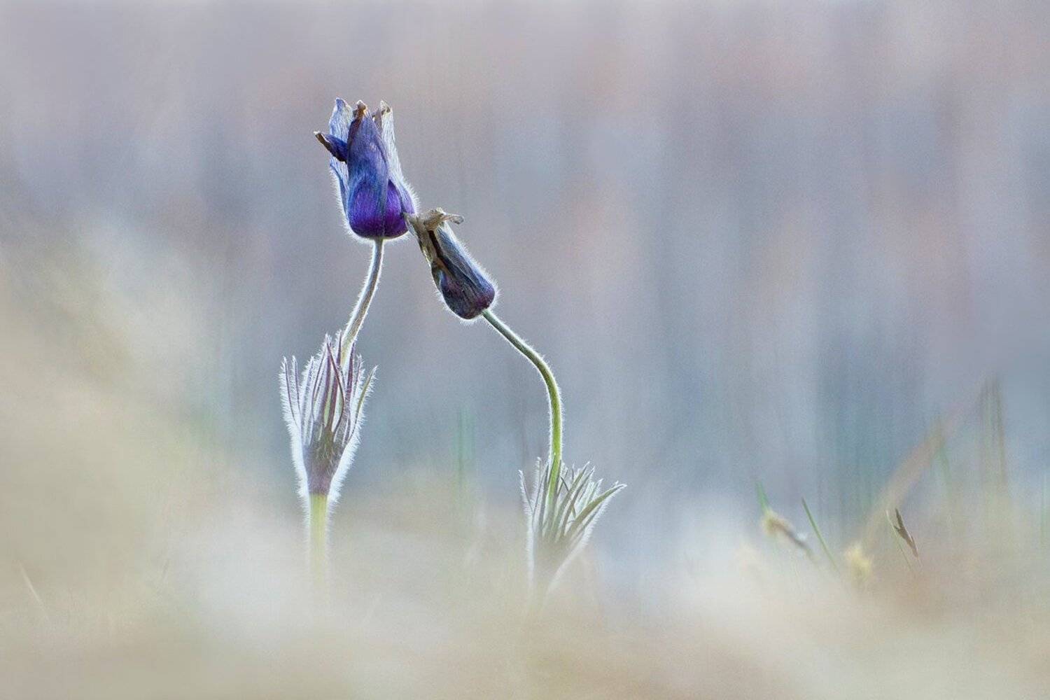 сон - трава, прострел, природа, цветы, Михаил Агеев