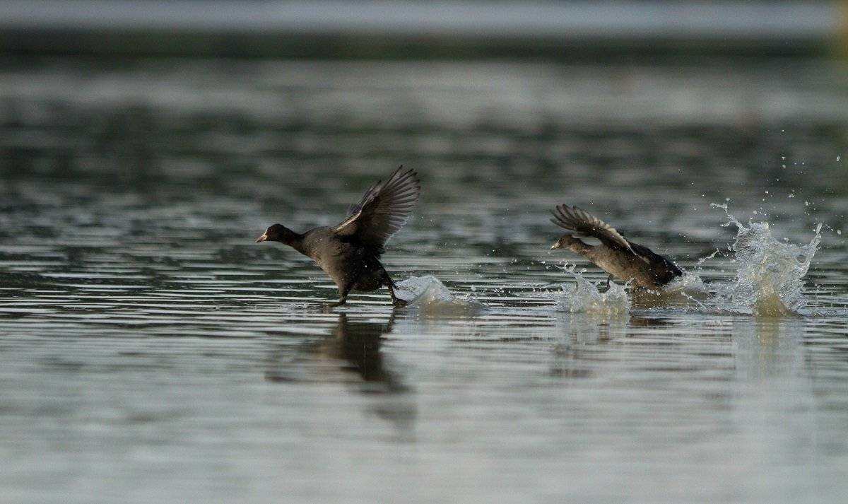 , Janina J?drzejewska-Szombara
