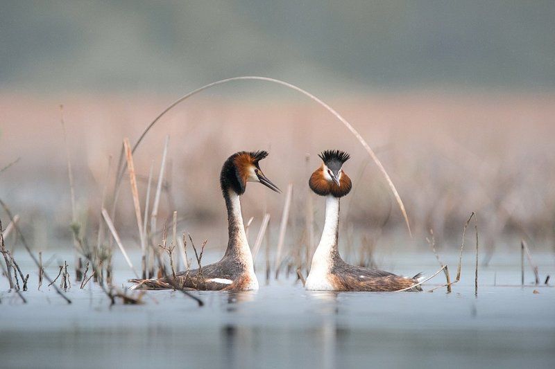 Ухаживания фото превью