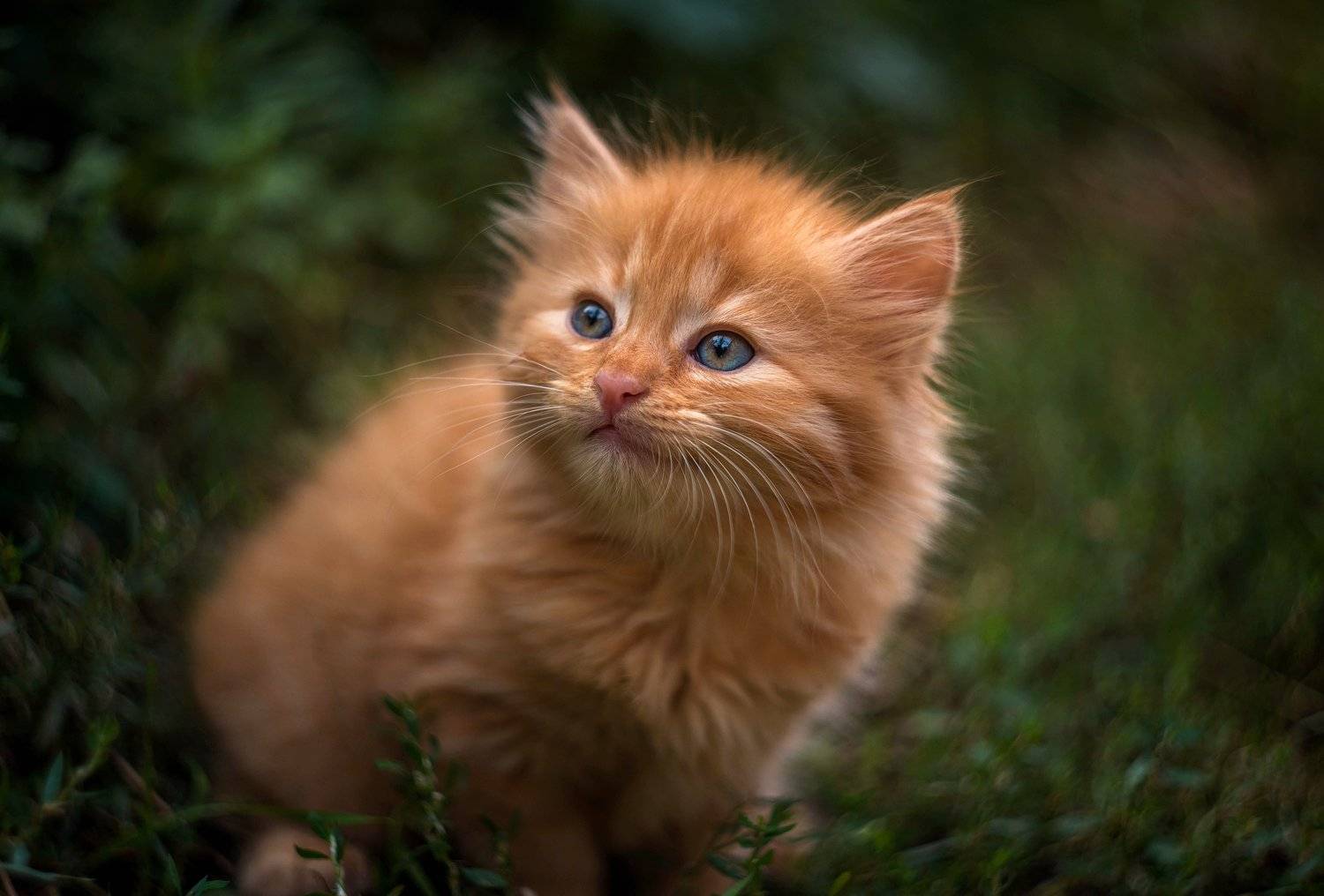 , Лилия Немыкина