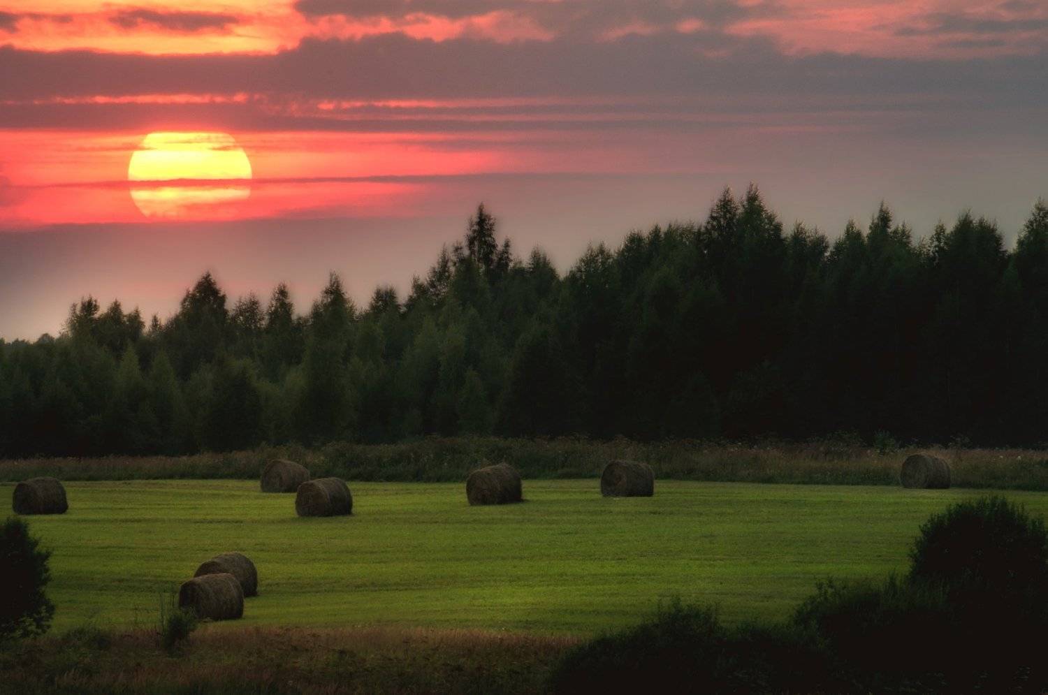 , Алексей Сергованцев
