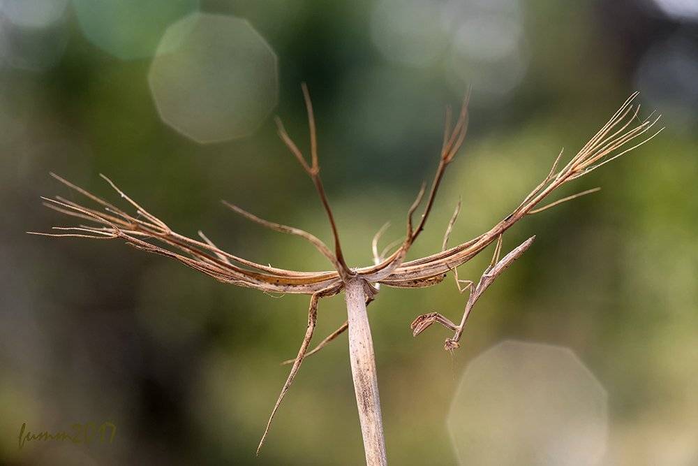 , Игорь ФУММ