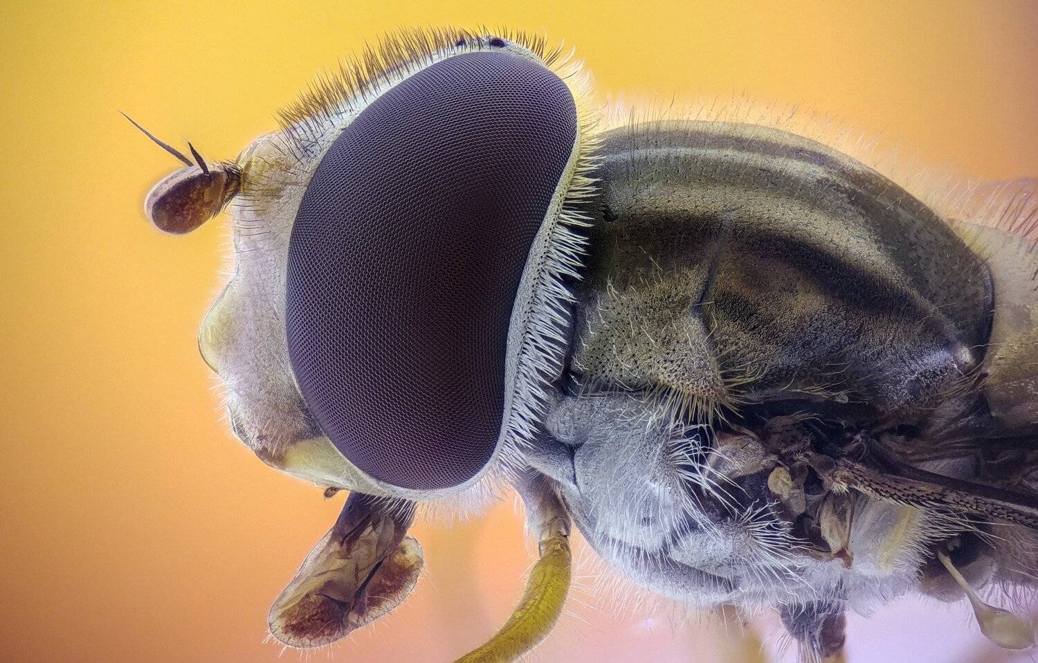 ceclii,macro,lgg4, extrememacro,  макро, Tsvetan Ganev