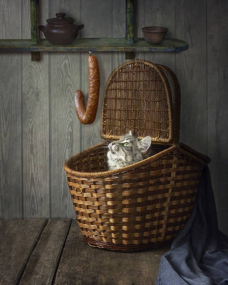 фото животных, домашние питомцы, постановочное фото, художественное фото, натюрморт, кошка Масяня, колбаса, корзина, Ирина Приходько