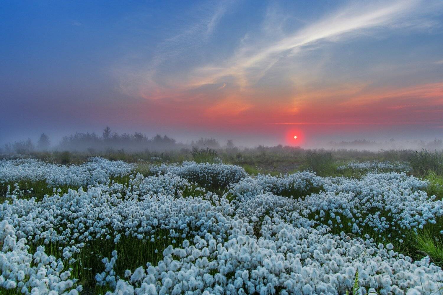 ямал , сибирь, природа, салехард , рассвет, ямал зорька пушица, Настя Братка