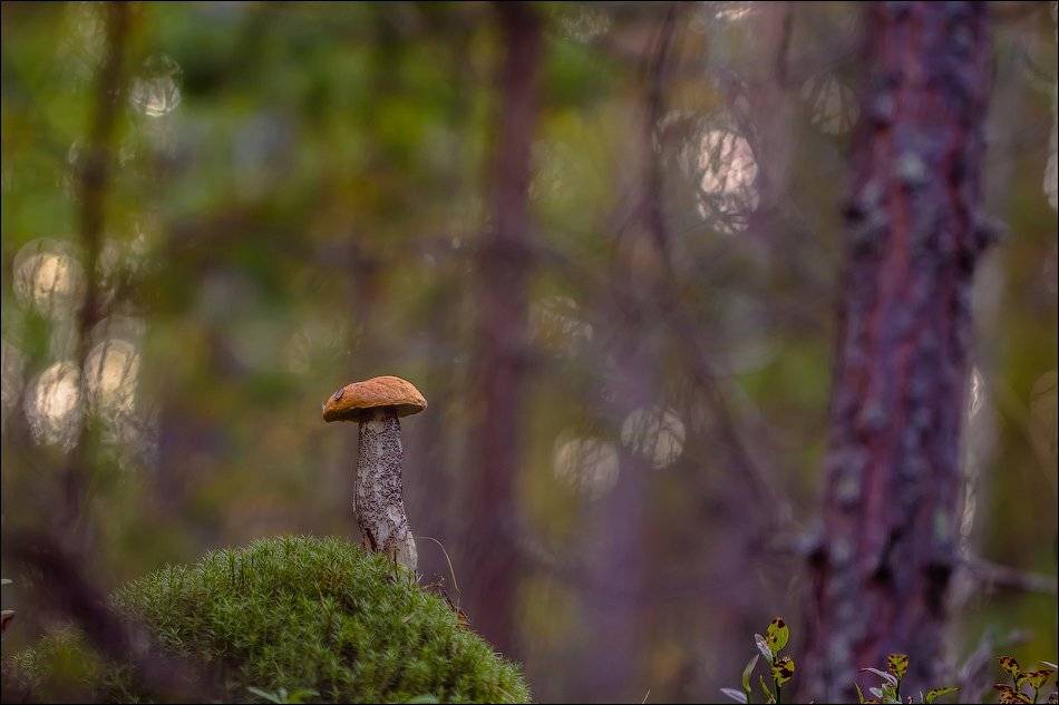 , Бурлов Андрей