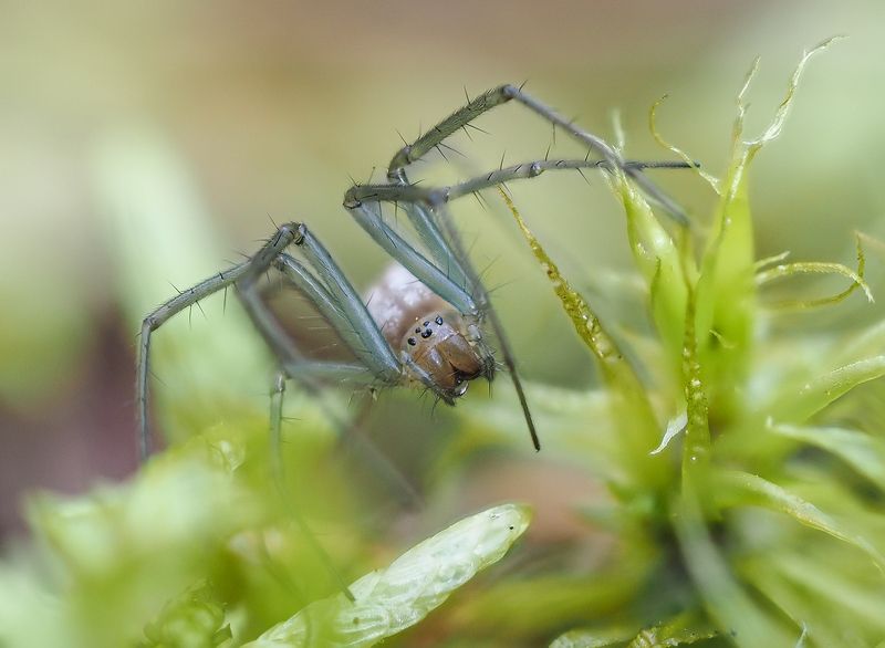 Паучок фото превью