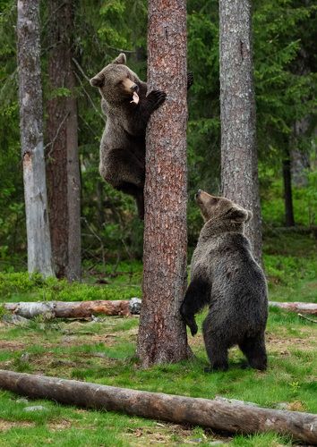 А ну-ка, отними !