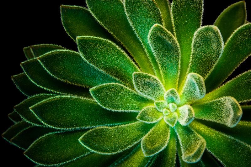 cactus, green, macro, close-up, nature, green CACTUS фото превью