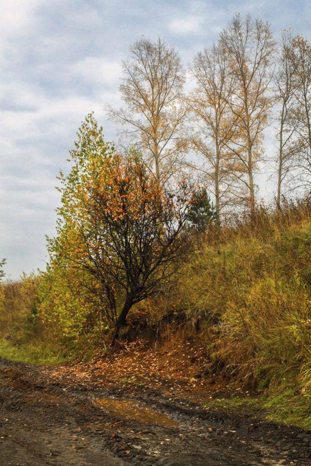 осень, Курочкина Диана