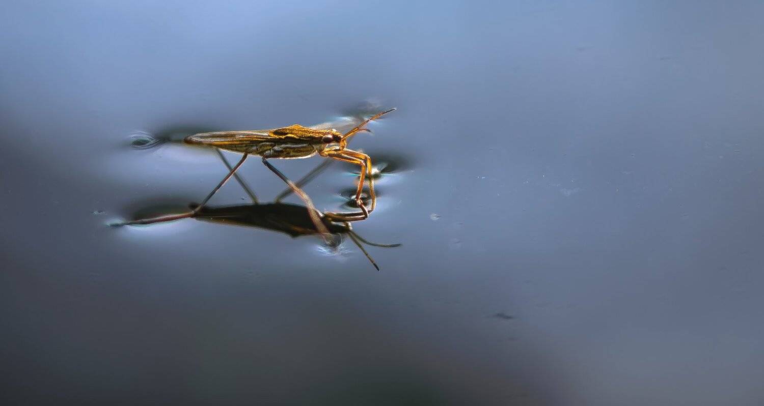 природа, макро, насекомое, водомерка, Неля Рачкова