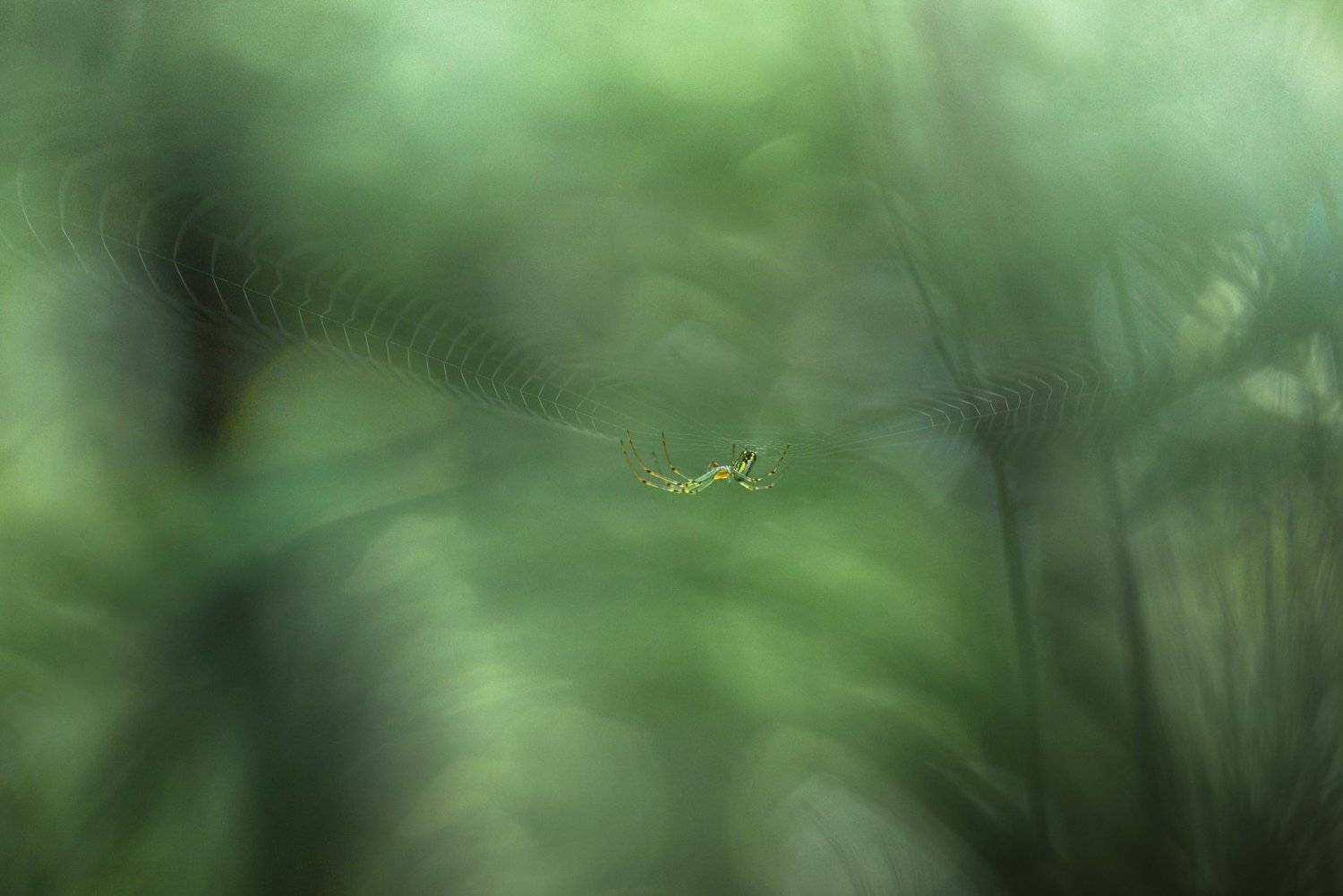 , Андрей Степанов