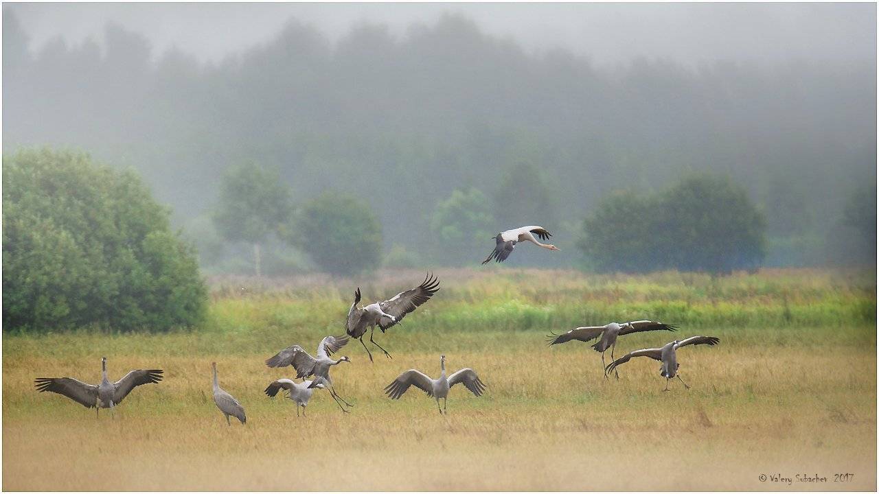 , Валерий Субачев