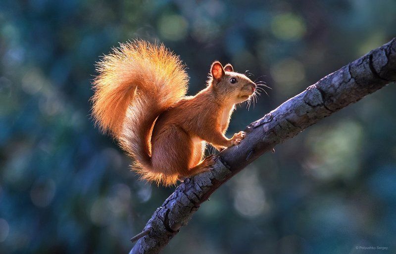 *** фото превью