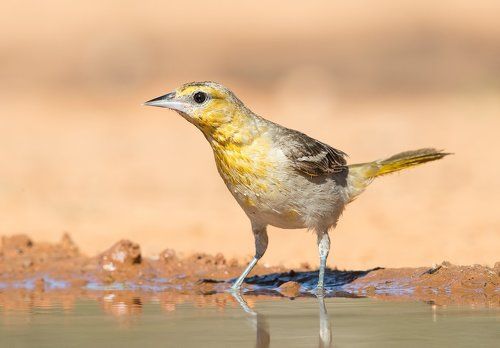Bullock's Oriole female. Иволга или Трупиал  на водопое