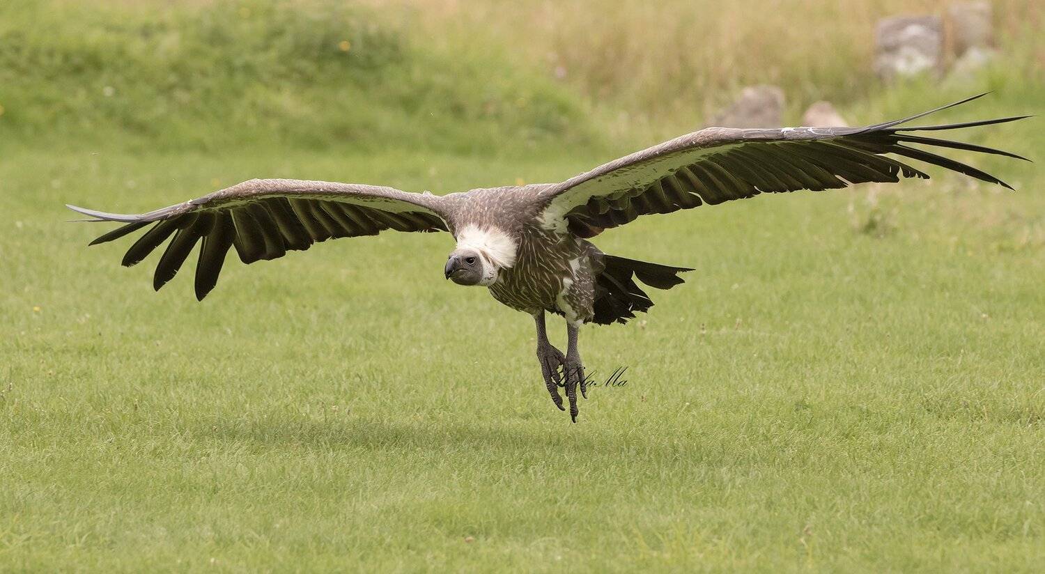 Birds, Birds of Prey, Nature, Wildlife, Maria Kula