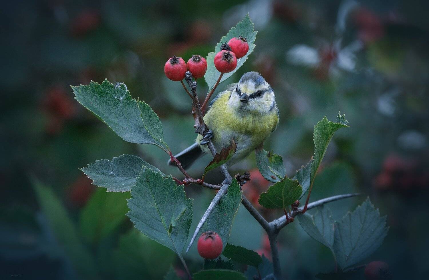 природа, лес, животные, птицы, Дмитрий Посевич