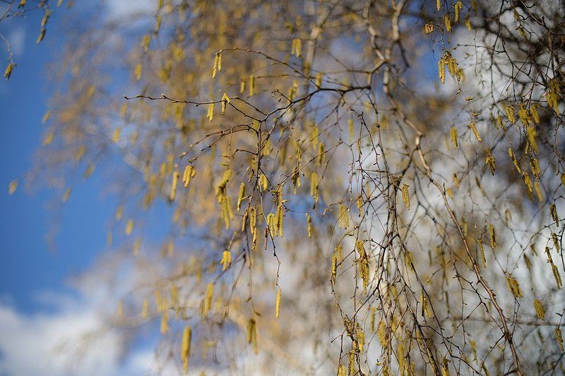 Легкость природы фото превью
