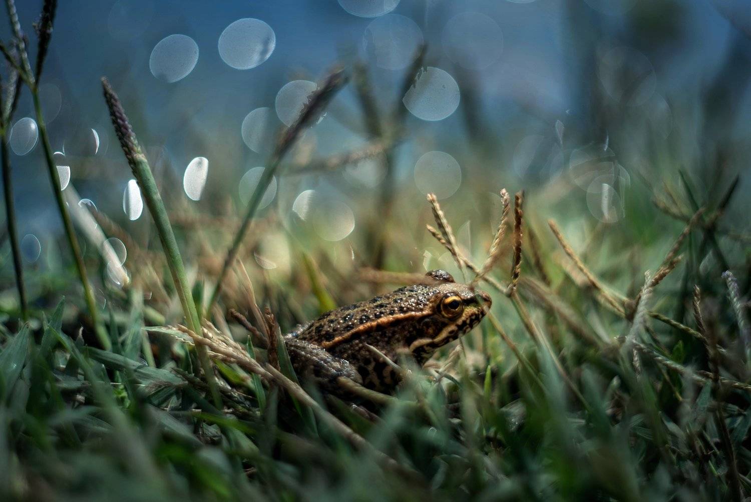 , Лилия Немыкина