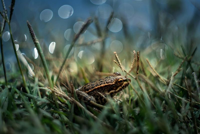 Царевна) фото превью