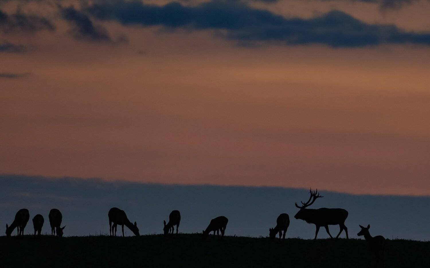 , Андрей Шимчук