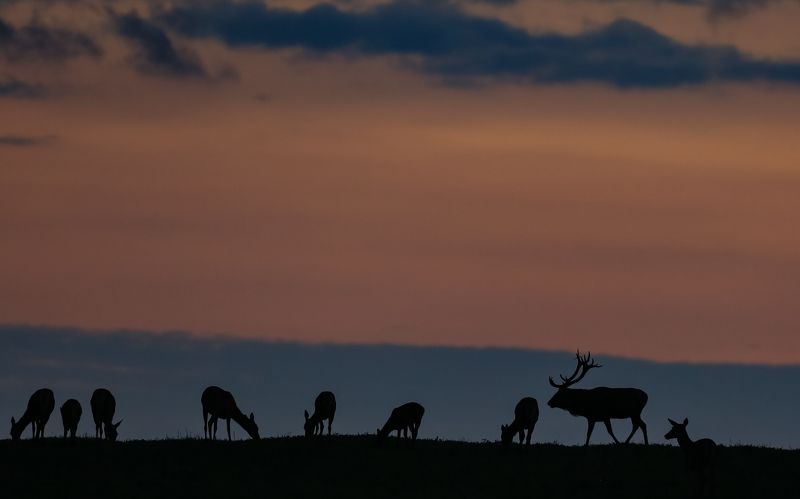 Гон. Благородный олень. фото превью