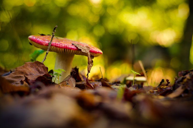 mushroogm, nature, bokeh, natural red фото превью