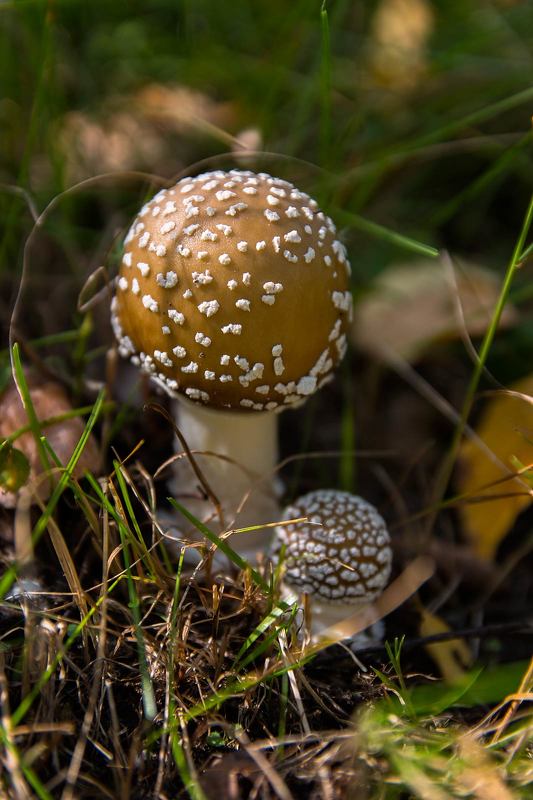 Необычный мухомор фото превью