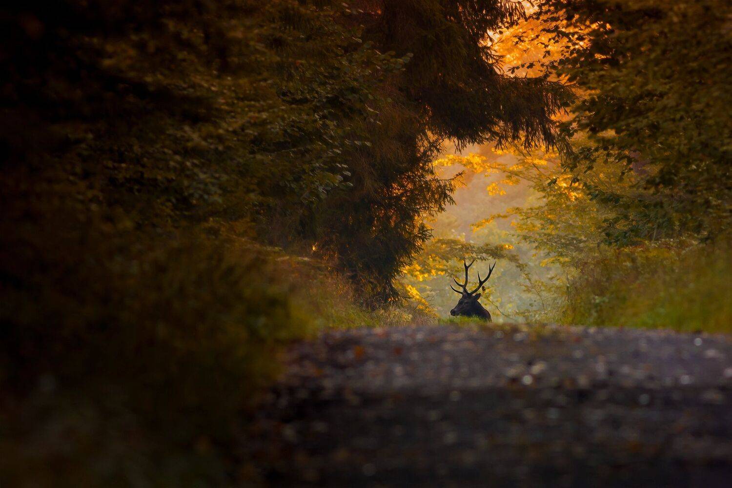 , Łukasz Sok&oacute;ł
