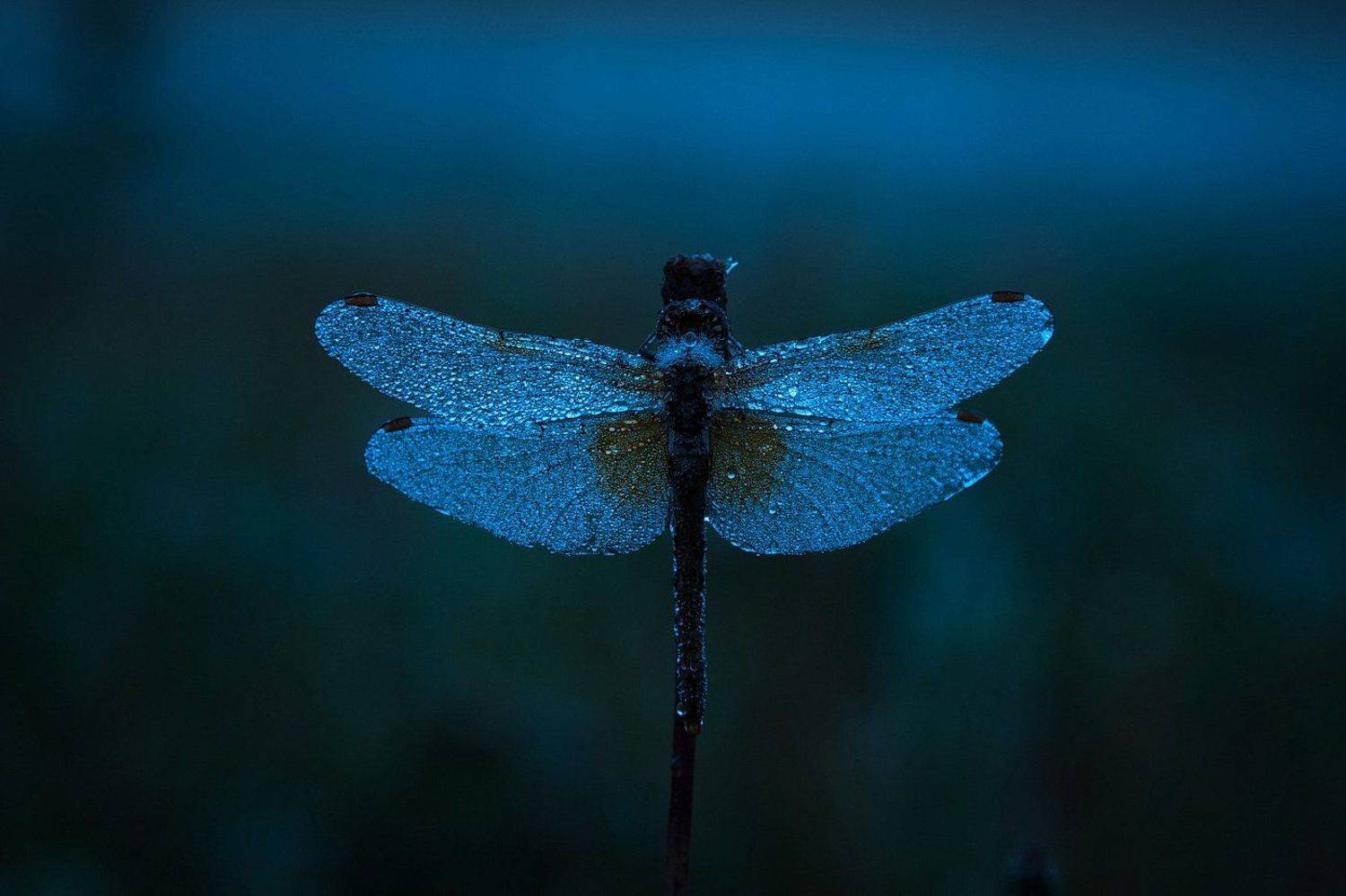 , Дмитрий Вилюнов