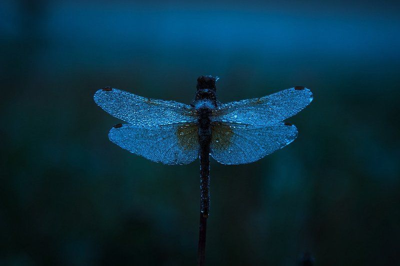 Ночь.Поле.Стрекоза.Фотограф. фото превью