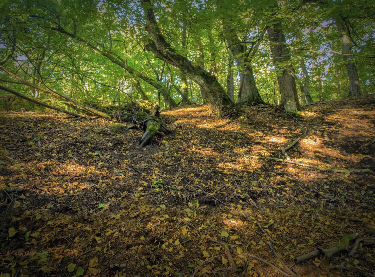 , Павел Дунюшкин