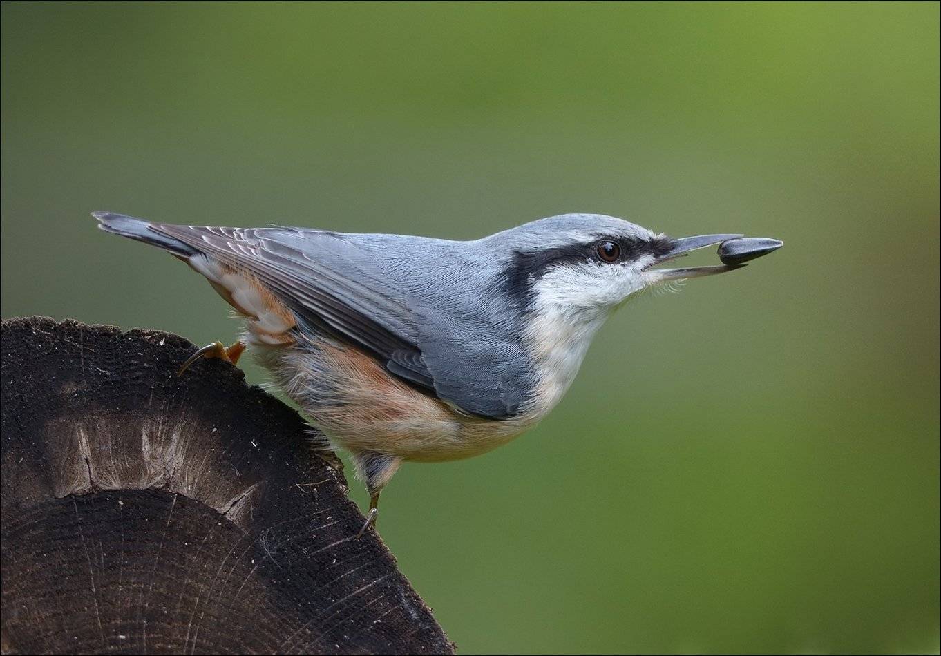 поползень, Андрей Медведев