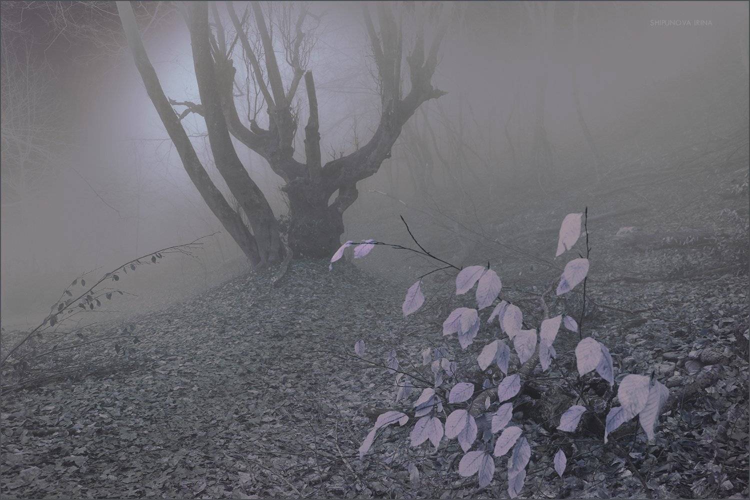 , Шипунова Ирина