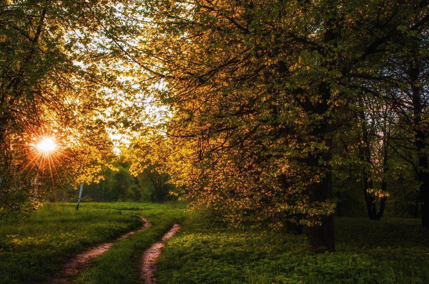 вечер, лес, солнце, закат,, Алексей Сергованцев