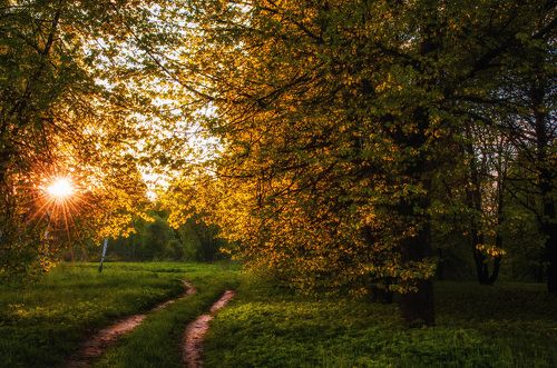 Прогулка по лесу