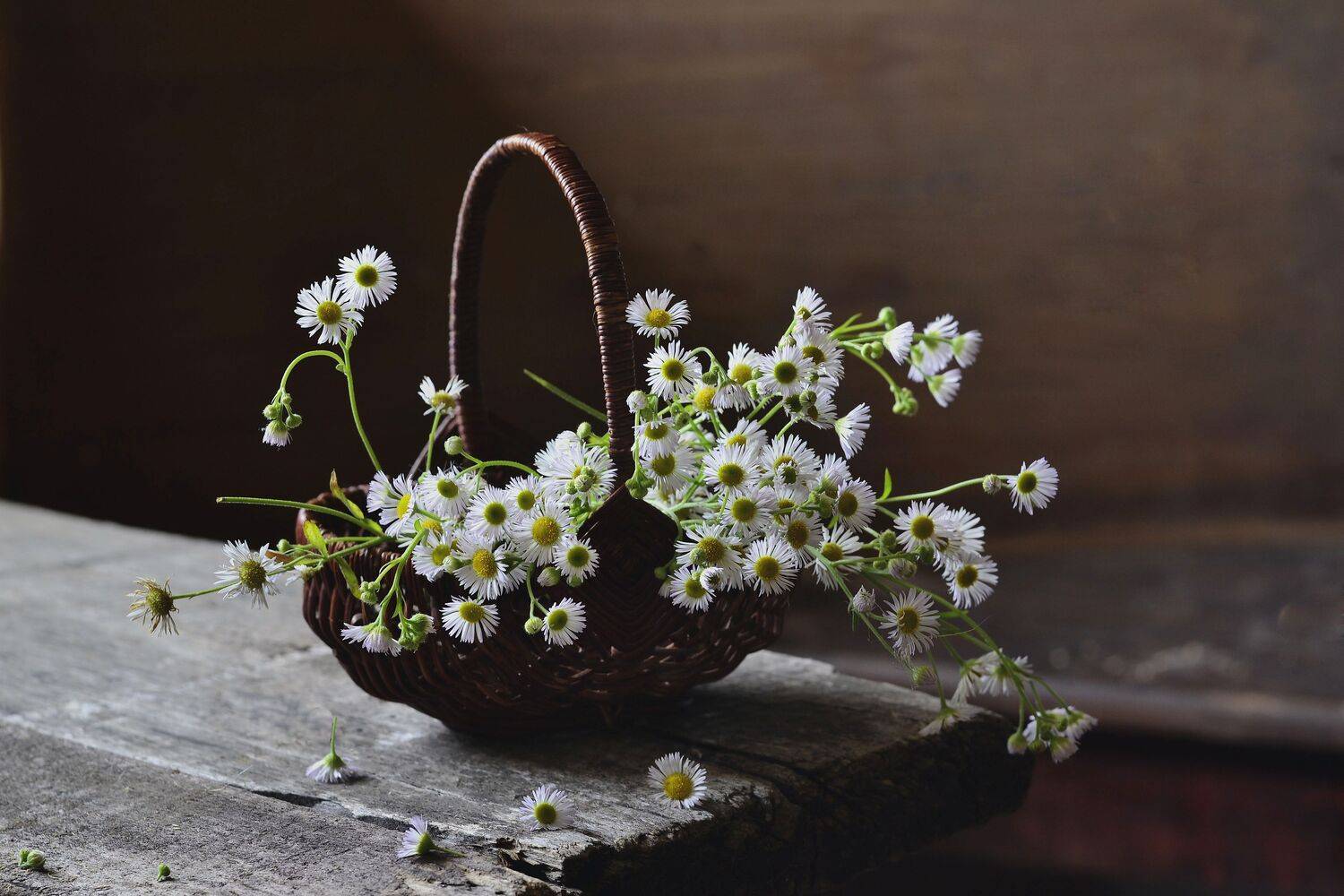 , Оксана Евкодимова