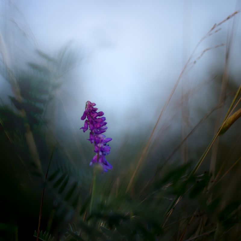 Loneliness. фото превью