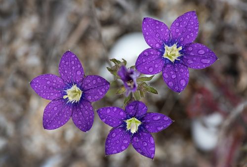 Flowers on the dunes