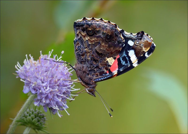 адмирал Осенний Адмирал... фото превью