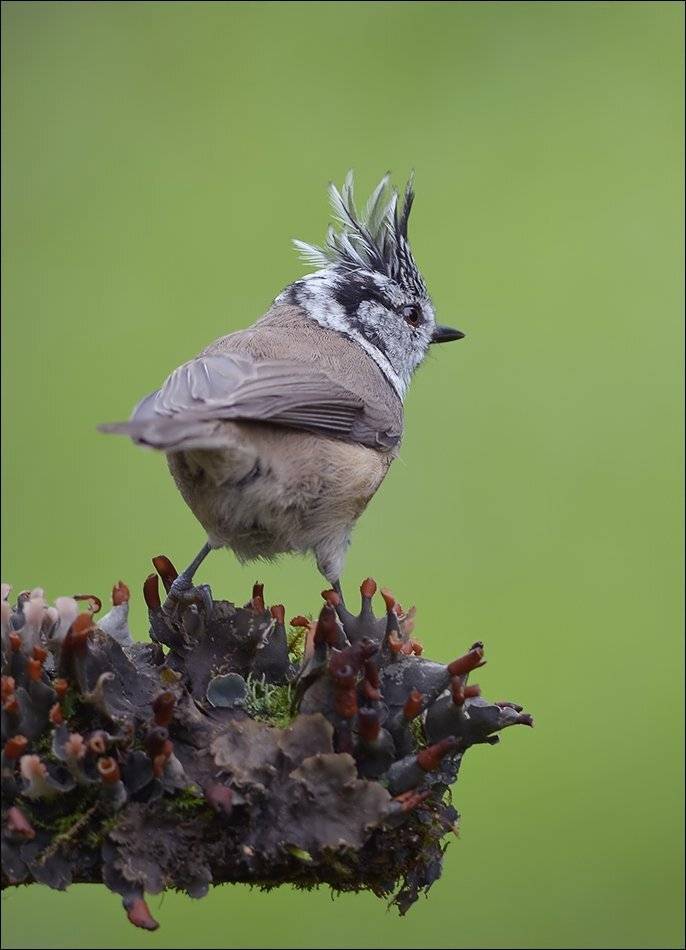 хохлатая синица, гренадёрка, Андрей Медведев