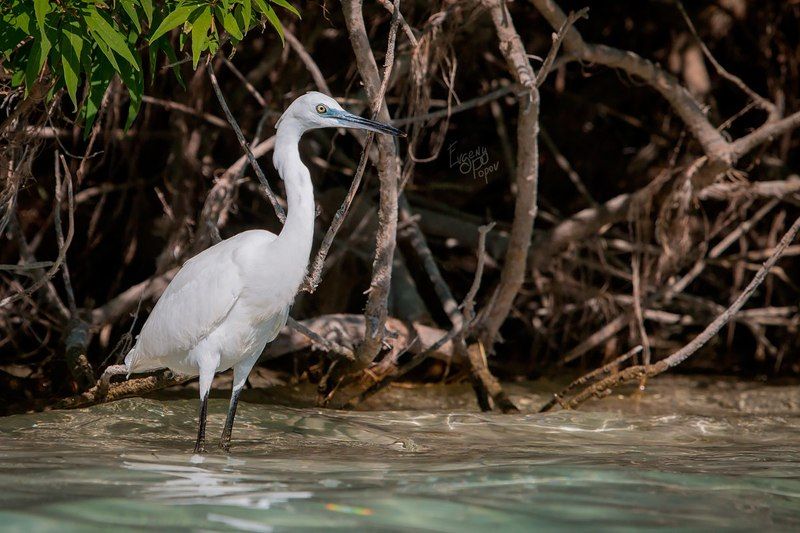 цапля, греция, крит В ожидании обеда фото превью