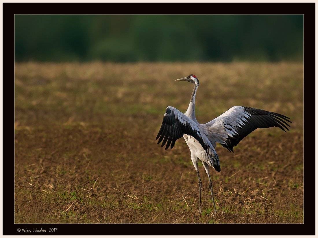, Валерий Субачев