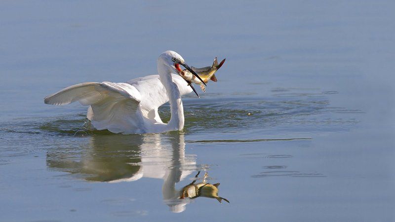 Удачная охота.. фото превью