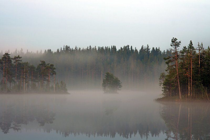 Задумчивые сосны фото превью