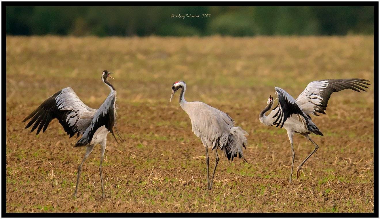, Валерий Субачев