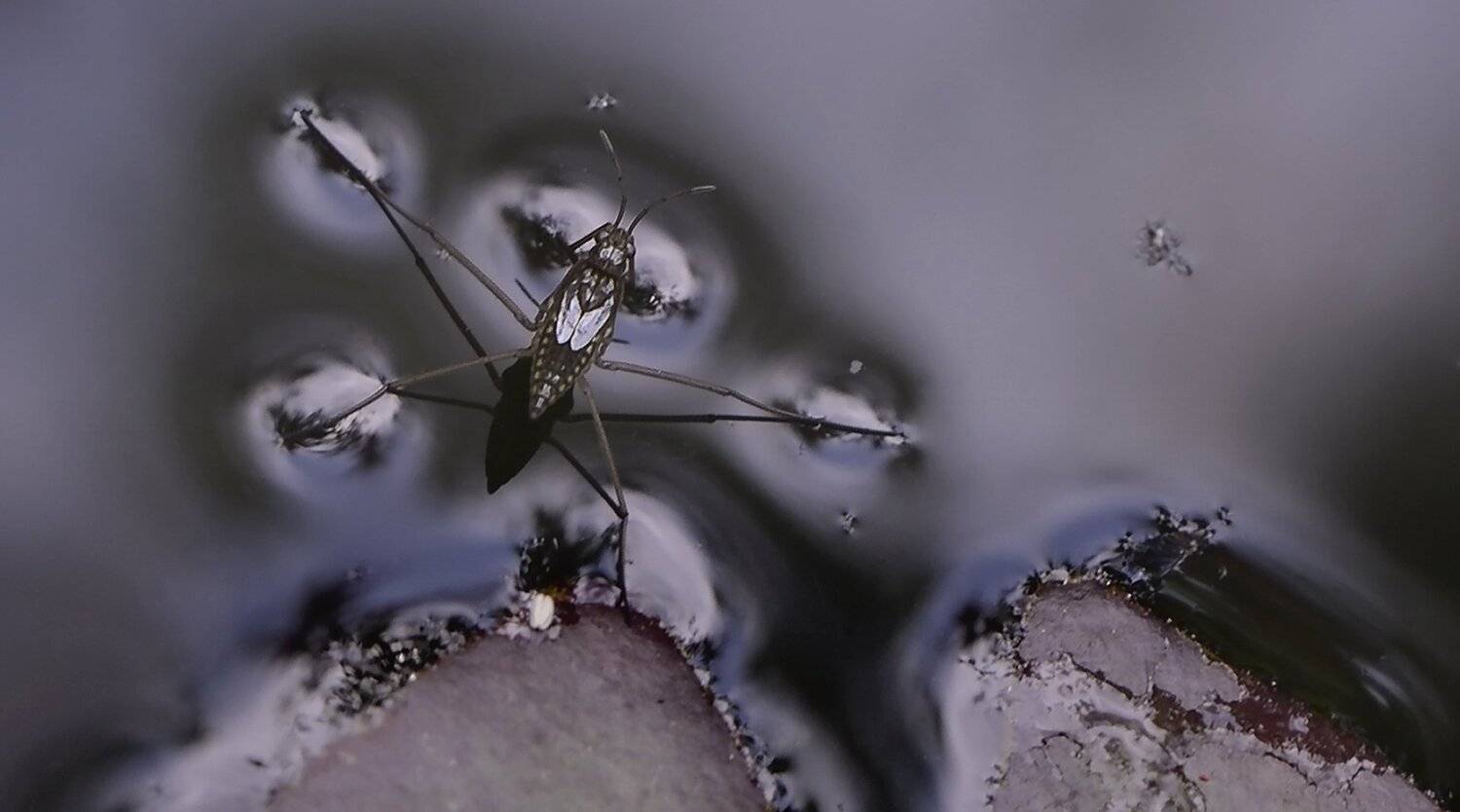 природа, макро, насекомое, водомерка, Неля Рачкова